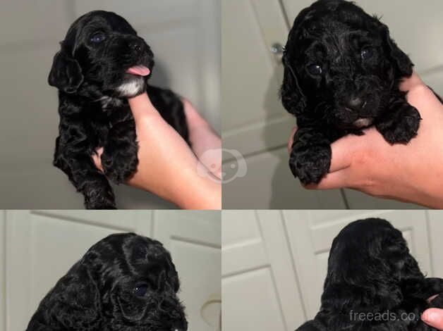 Cockapoo puppies for sale in Stockton-on-Tees, County Durham - Image 5