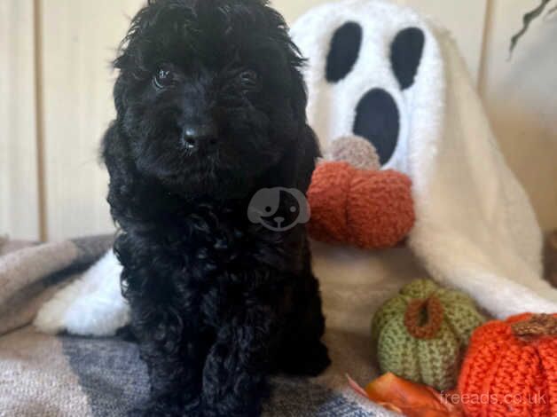 Cockapoo puppies for sale in Stockton-on-Tees, County Durham