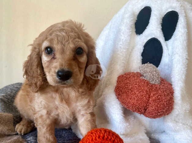 Cockapoo puppies for sale in Stockton-on-Tees, County Durham - Image 2