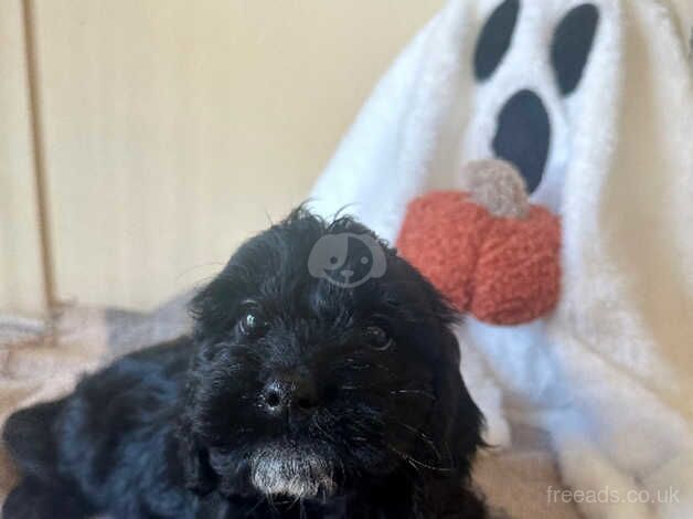 Cockapoo puppies for sale in Stockton-on-Tees, County Durham - Image 3