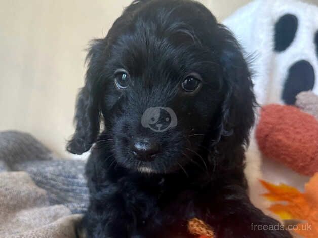 Cockapoo puppies for sale in Stockton-on-Tees, County Durham - Image 4