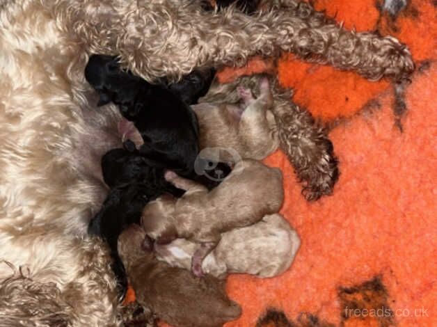 Cockapoo puppies for sale in Stockton-on-Tees, County Durham - Image 5