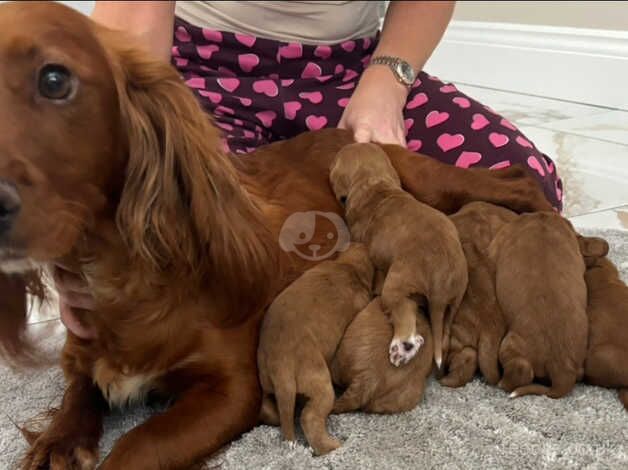 Cockapoo puppies for sale in Stokesley, North Yorkshire