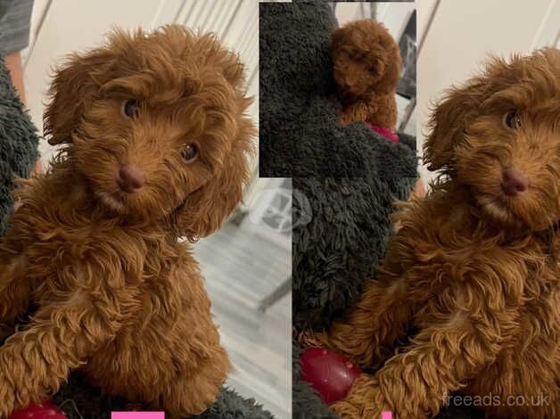 Cockapoo Puppies for sale in Sunderland, Cumbria - Image 2