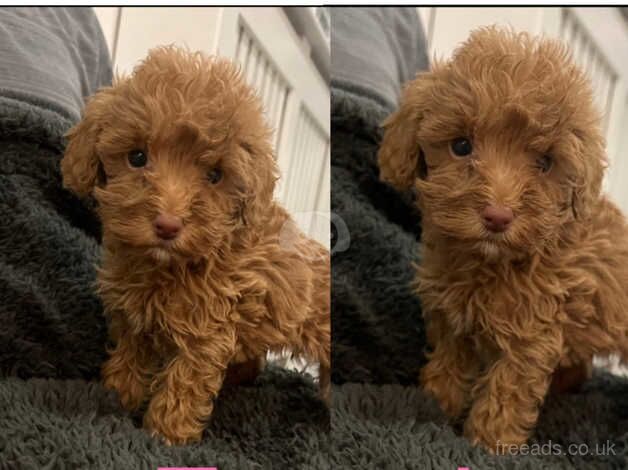 Cockapoo Puppies for sale in Sunderland, Cumbria - Image 3