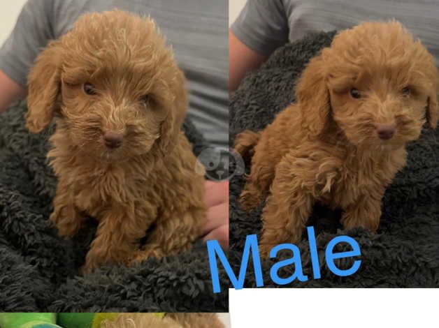 Cockapoo Puppies for sale in Sunderland, Cumbria - Image 4