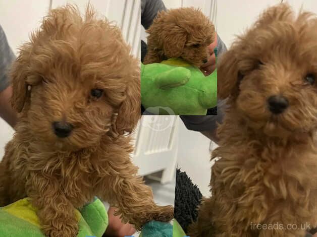 Cockapoo Puppies for sale in Sunderland, Cumbria - Image 5