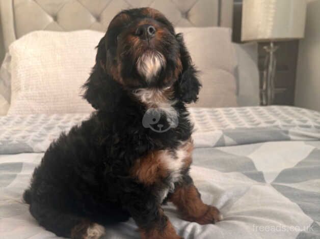 Cockapoo puppies for sale in Swansea - Image 1