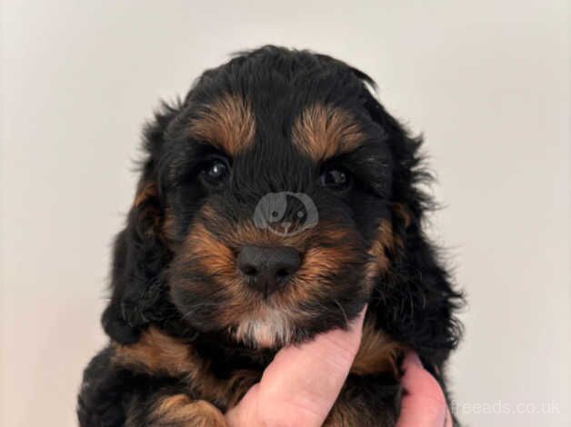 Cockapoo puppies for sale in Swansea - Image 2