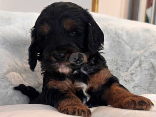 Cockapoo puppies for sale in Swansea - Image 3