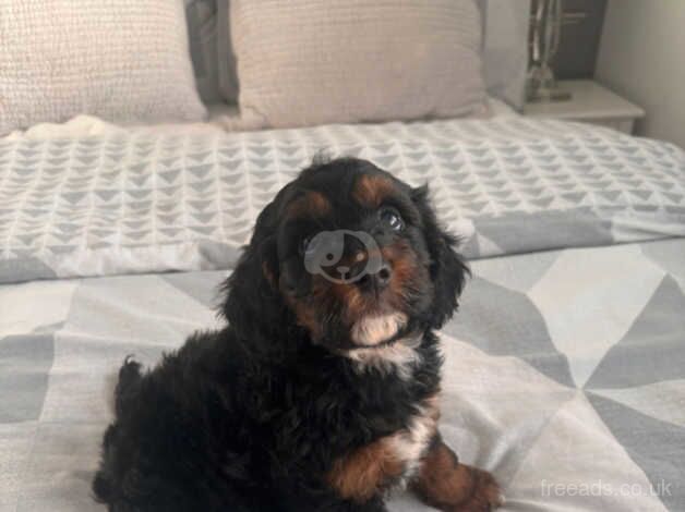 Cockapoo puppies for sale in Swansea - Image 4