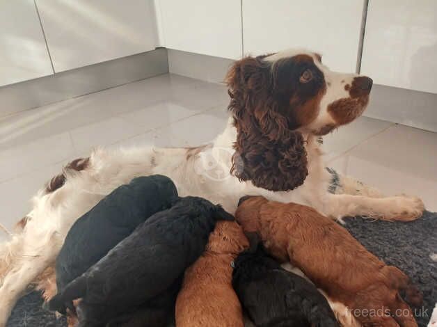 Cockapoo puppies for sale in Swansea - Image 5