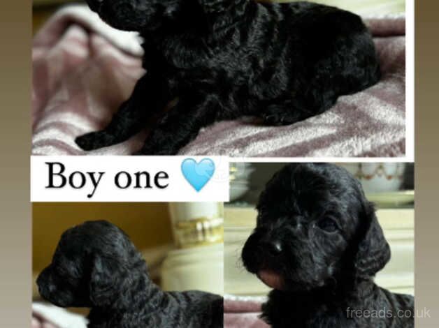 Cockapoo puppies for sale in Norton, County Durham