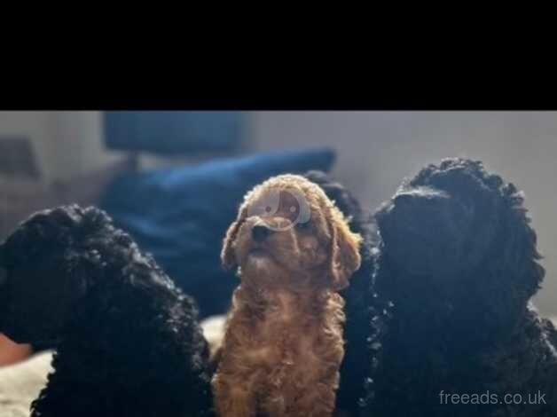 Cockapoo puppies for sale in Torquay, Devon - Image 1