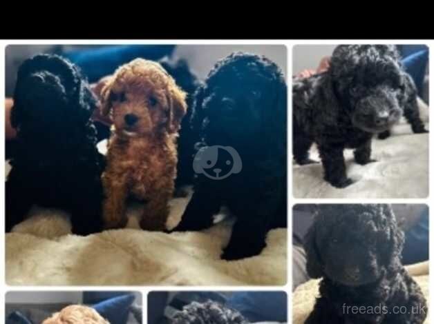 Cockapoo puppies for sale in Torquay, Devon - Image 2