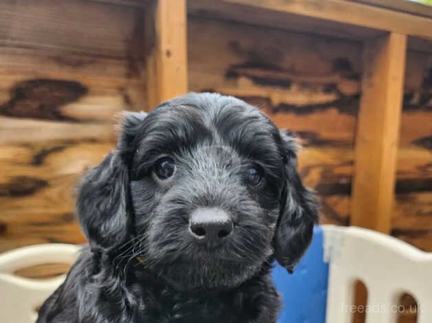 Cockapoo puppies for sale in Watford, Northamptonshire - Image 1