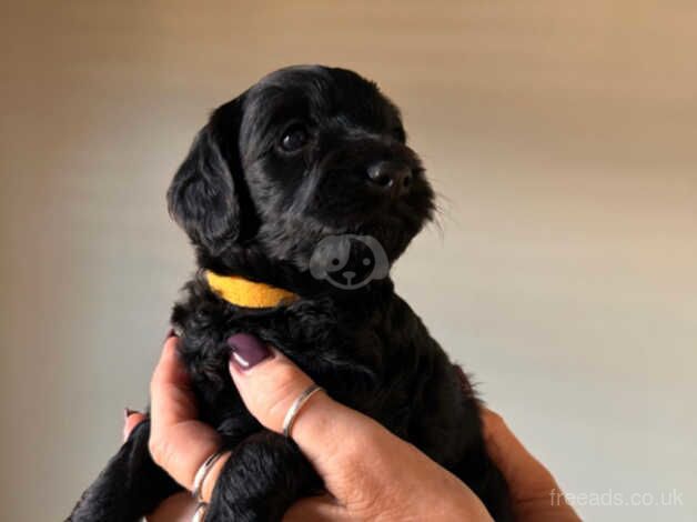 Cockapoo puppies for sale in Watford, Northamptonshire - Image 2