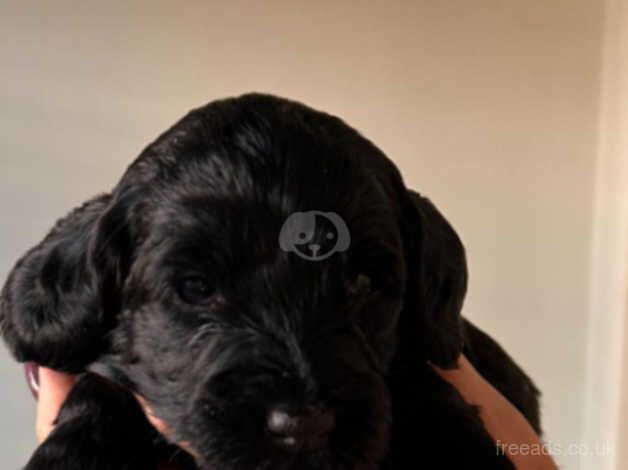 Cockapoo puppies for sale in Watford, Northamptonshire - Image 3