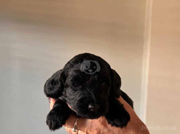 Cockapoo puppies for sale in Watford, Northamptonshire - Image 5