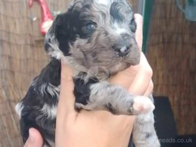 Cockapoo puppies for sale in Wellingborough, Northamptonshire - Image 1