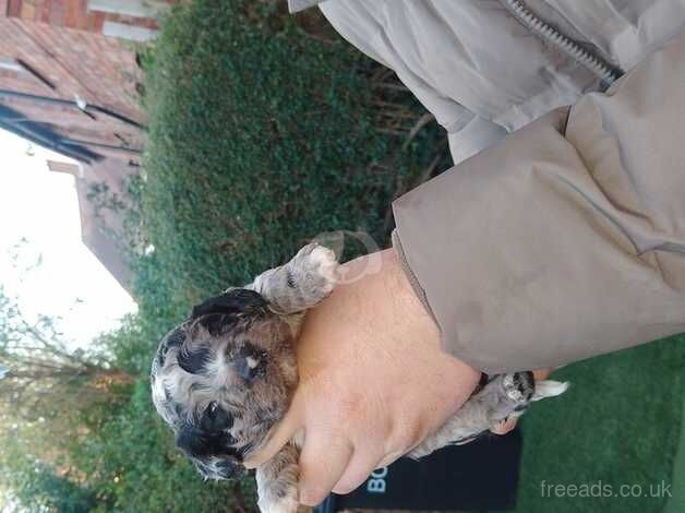 Cockapoo puppies for sale in Wellingborough, Northamptonshire - Image 4