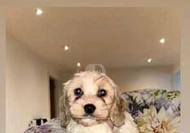 Cockapoo puppies! for sale in West Malling, Kent