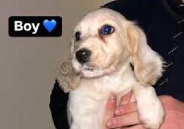 Cockapoo Puppies for sale in Kent