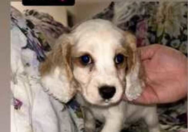 Cockapoo puppies! for sale in West Malling, Kent - Image 5