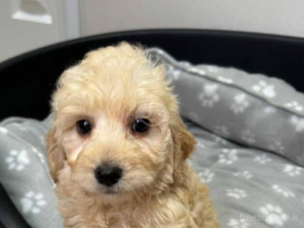 Cockapoo puppies for sale in Wigan, Greater Manchester