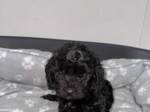 Cockapoo puppies for sale in Wigan, Greater Manchester - Image 2