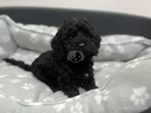 Cockapoo puppies for sale in Wigan, Greater Manchester - Image 3