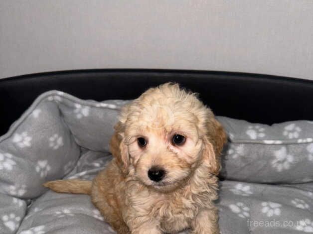 Cockapoo puppies for sale in Wigan, Greater Manchester - Image 4