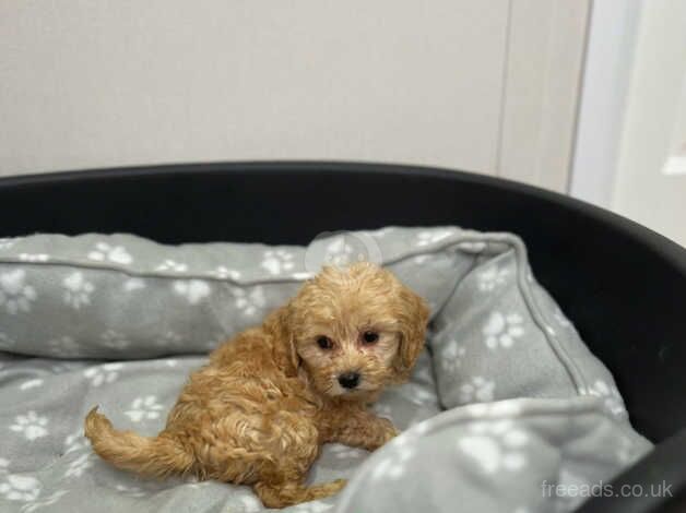 Cockapoo puppies for sale in Wigan, Greater Manchester - Image 5