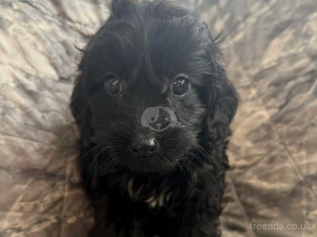 Cockapoo puppies for sale in Wisbech, Cambridgeshire