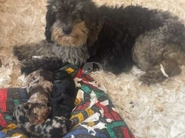 Cockapoo puppies for sale in Wisbech, Cambridgeshire - Image 3