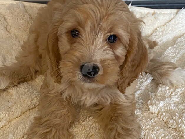 Cockapoo puppies for sale in Yarm, County Durham - Image 1