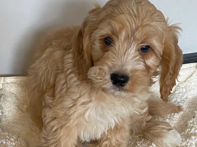 Cockapoo puppies for sale in Yarm, County Durham - Image 2