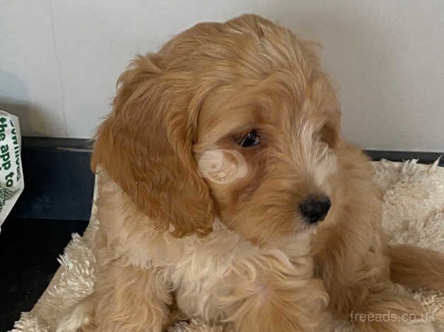 Cockapoo puppies for sale in Yarm, County Durham - Image 3