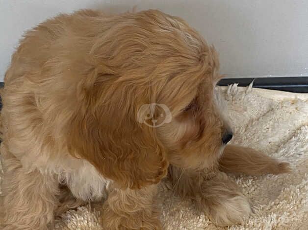 Cockapoo puppies for sale in Yarm, County Durham - Image 4