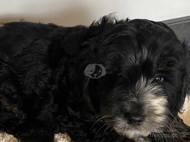 Cockapoo puppies for sale in Yarm, County Durham - Image 5