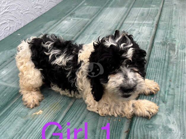 Cockapoo puppies Micro chipped and ready to go for sale in Lingfield, County Durham - Image 1