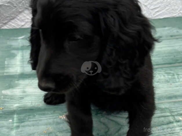 Cockapoo puppies Micro chipped and ready to go for sale in Lingfield, County Durham - Image 2