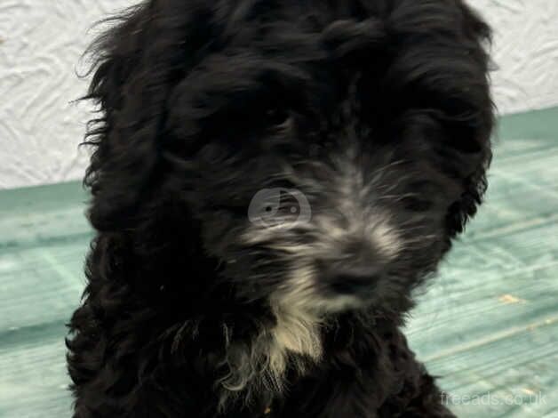 Cockapoo puppies Micro chipped and ready to go for sale in Lingfield, County Durham - Image 3