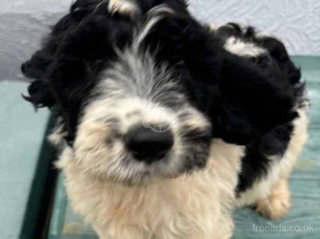 Cockapoo puppies Micro chipped and ready to go for sale in Lingfield, County Durham - Image 4