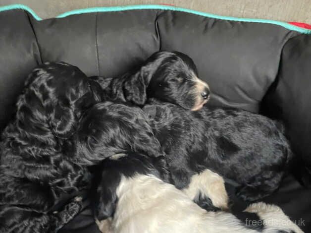 Cockapoo puppies Micro chipped and ready to go for sale in Lingfield, County Durham - Image 5