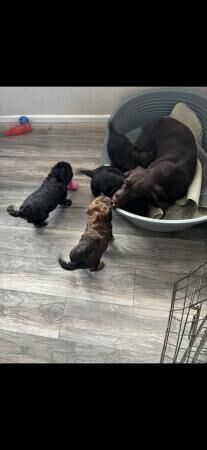 Cockapoo puppies mixed litter for sale in Burnley, Lancashire