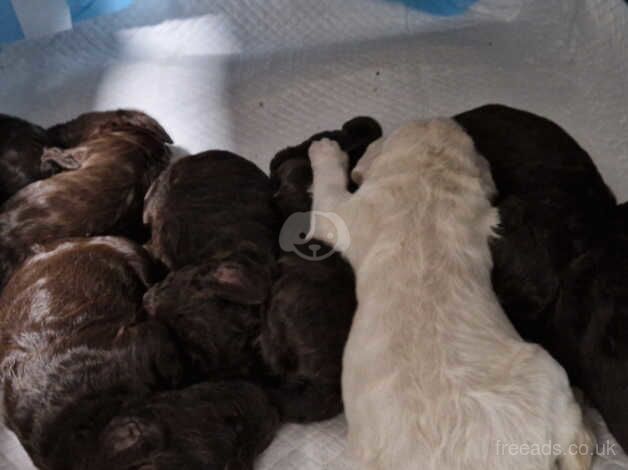 Cockapoo puppies NOW READY for sale in Lancashire - Image 1