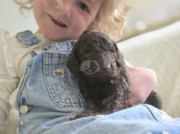 Cockapoo puppies NOW READY for sale in Lancashire - Image 2