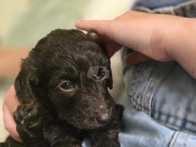 Cockapoo puppies NOW READY for sale in Lancashire - Image 3