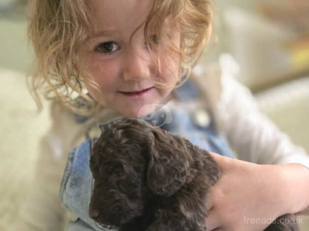 Cockapoo puppies NOW READY for sale in Lancashire - Image 5